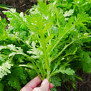 Fine-Leaved  Garland Chrysanthemum Seeds, 20g