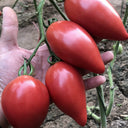 Super Sweet Mango Honey Tomato, 10 Seeds