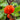 African Red Scarlet Eggplant, 200 Seeds