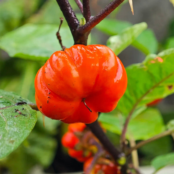 African Red Scarlet Eggplant, 200 Seeds