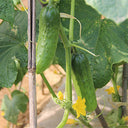 'Superior' Classic Fruit Cucumber Seeds, 3g
