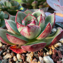 Echeveria cv. 'Bullfighter', 3pcs x 1-head