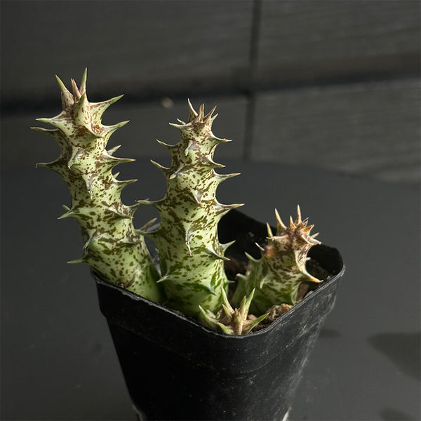 3-4Pcs Caralluma hesperidum, 3-4cm