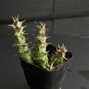 3-4Pcs Caralluma hesperidum, 3-4cm