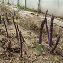 Purple Asparagus Seeds, 2g