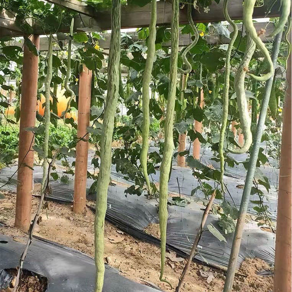 Snake Gourd Seeds, 4 Seeds Per Bag