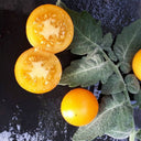 751 Rabbit Jump Tomato, 3 Seeds