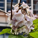 Paulownia fortunei, 200 Seeds