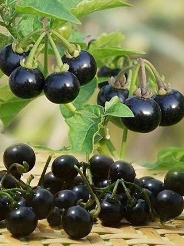 Black Nightshade