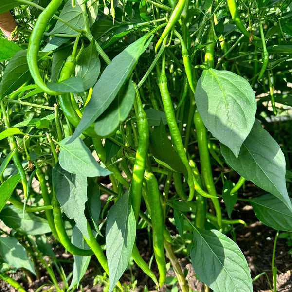 Spicy Red Line Pepper Seeds, 0.5g