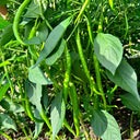 Spicy Red Line Pepper Seeds, 0.5g