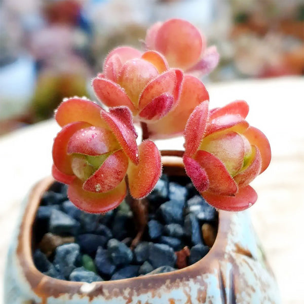 Aeonium saundersii, 1 Plant