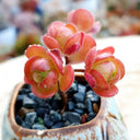 Aeonium saundersii, 1 Plant