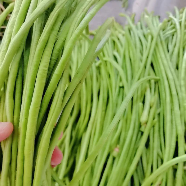 Shengcui No.2 Cowpea Seeds, 200g