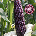 W1364 Hei Bao Black Sweet-Waxy Corn, 50 Grams ≈ 200 Seeds