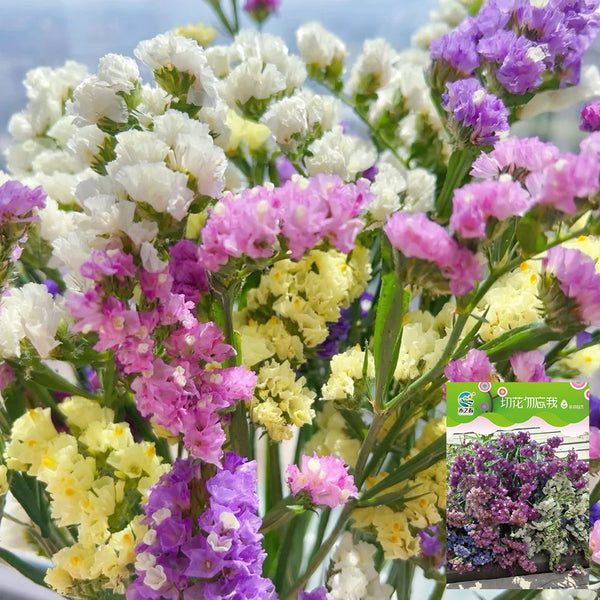 Cut Flower Forget-me-not, 30 Seeds