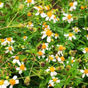 White-Flower Sandbur Seeds, 200 Seeds