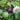 Mixed Purple & Yellow Passion Fruit, 200 Seeds
