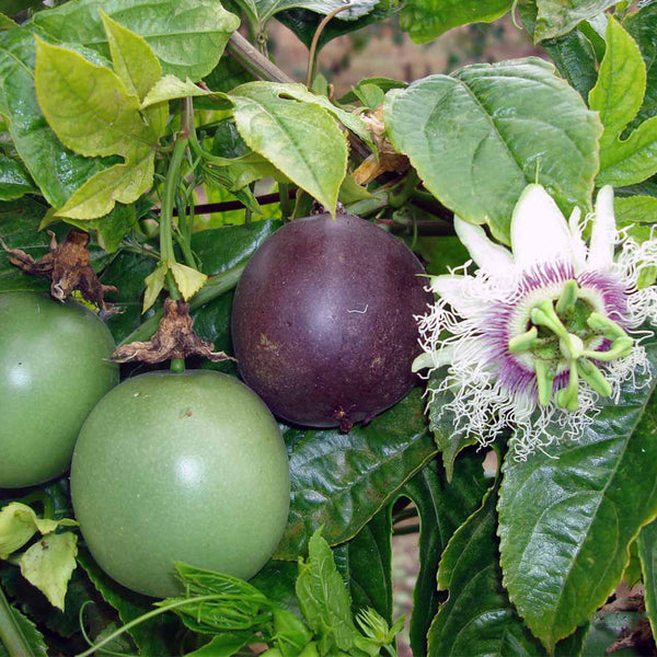 Mixed Purple & Yellow Passion Fruit, 200 Seeds