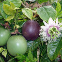 Mixed Purple & Yellow Passion Fruit, 200 Seeds