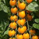 'First Love' Golden Cherry Tomato Seeds, 20 Seeds