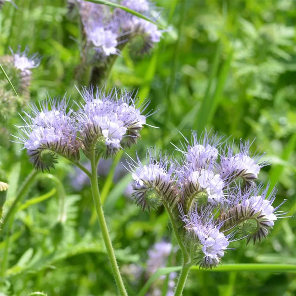 Lacy Phacelia, 200 Seeds
