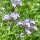 Lacy Phacelia, 200 Seeds