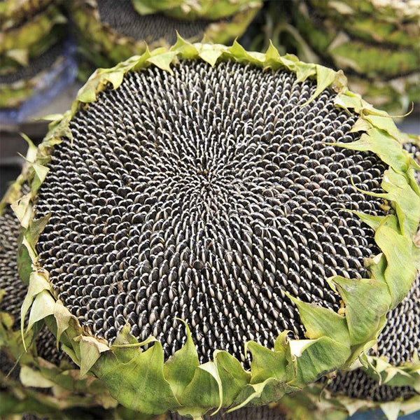 Black Three-Stripe Sunflower Seeds, 20g