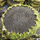 Black Three-Stripe Sunflower Seeds, 20g