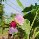 Red Flower Giant Glass Pod Pea Seeds, 30g