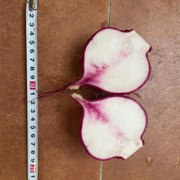 'Aizhenhong' Turnip Seeds, 5g