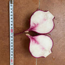 'Aizhenhong' Turnip Seeds, 5g