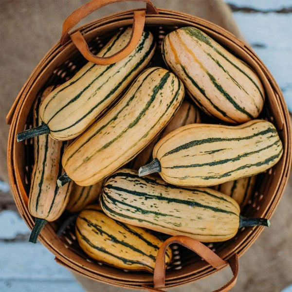 Honey Boat Squash, 5-10 Seeds