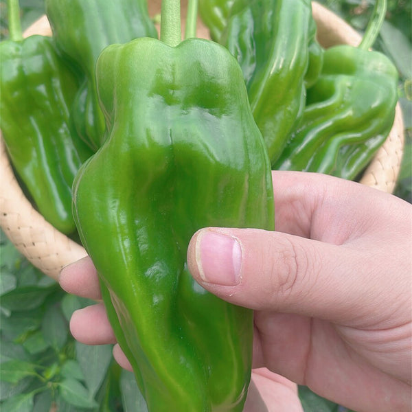 'Zhongjiao Bopila No.1' Pepper, 100 Seeds