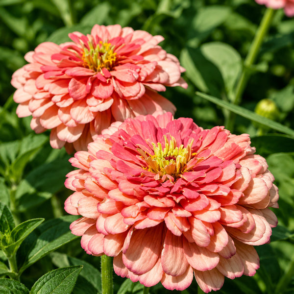 W1346 Large-Flowered Salmon Zinnia, 100 Seeds