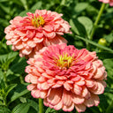 W1346 Large-Flowered Salmon Zinnia, 100 Seeds