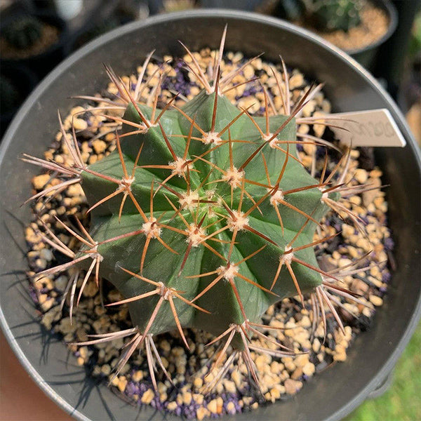 Melocactus amoenus, 3-4cm