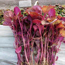 Red Round Leaf Amaranth Seeds, 20g