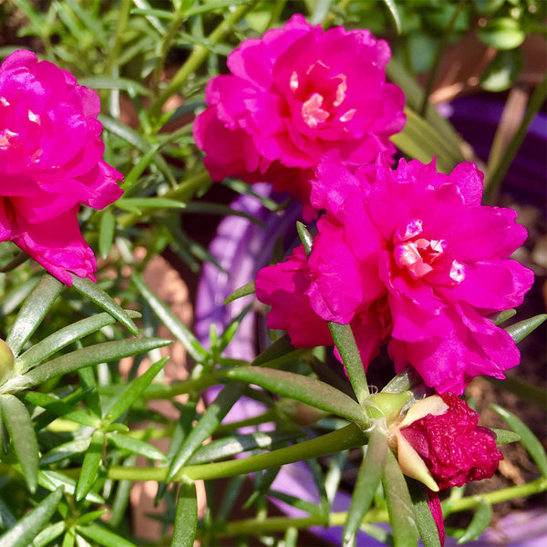Hezhichun Rose-red Portulaca seeds, 1g