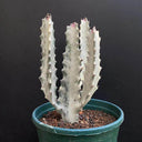 Euphorbia lactea 'White Ghost', 12-18cm