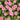 Pink Garden Zinnia Seeds, 100 Seeds