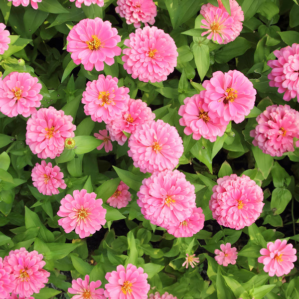 Pink Garden Zinnia Seeds, 100 Seeds