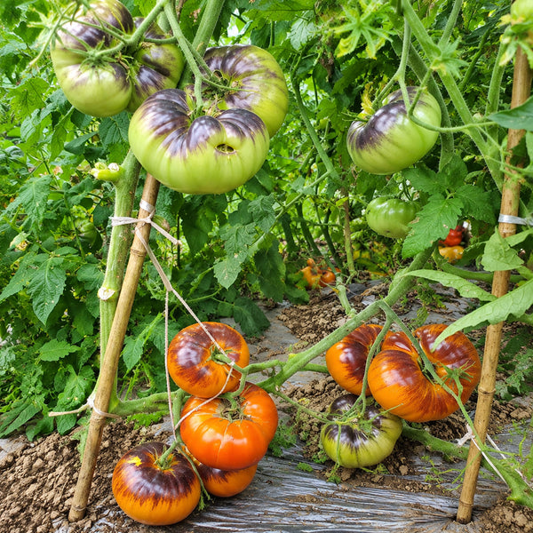 38 Chupa Chups Tomato, 5 Seeds