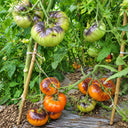 38 Chupa Chups Tomato, 5 Seeds