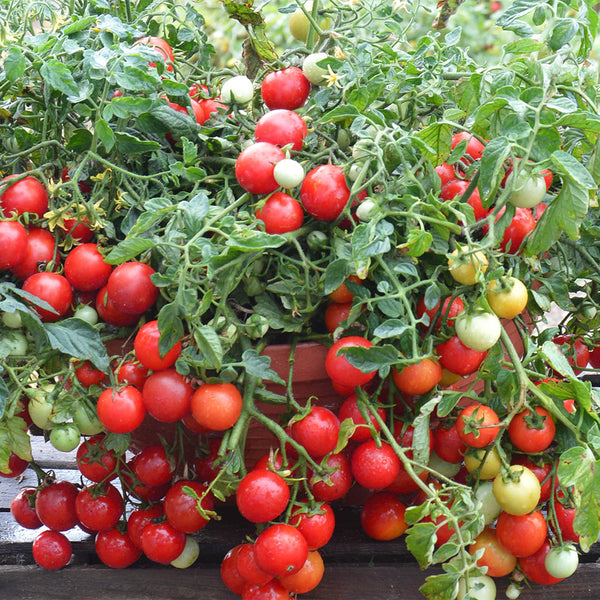 Dwarf Trailing Cherry Tomato 'Tumbling Tom Red', 20-30 Seeds