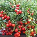 Dwarf Trailing Cherry Tomato 'Tumbling Tom Red', 20-30 Seeds