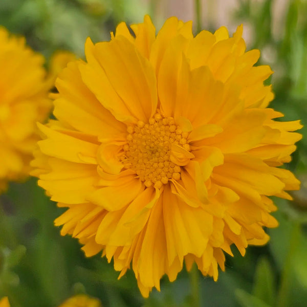 Coreopsis, 1g