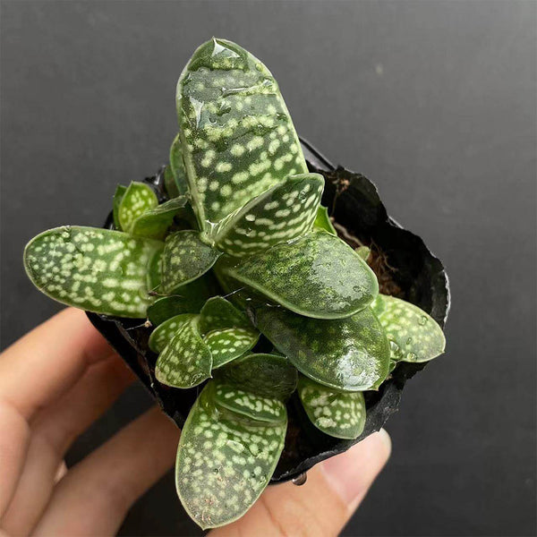 Gasteria minima, 3-4cm