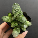 Gasteria minima, 3-4cm