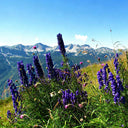 European Aconite, 10 Seeds